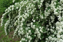 Bukettspirea Goliath Barrotad