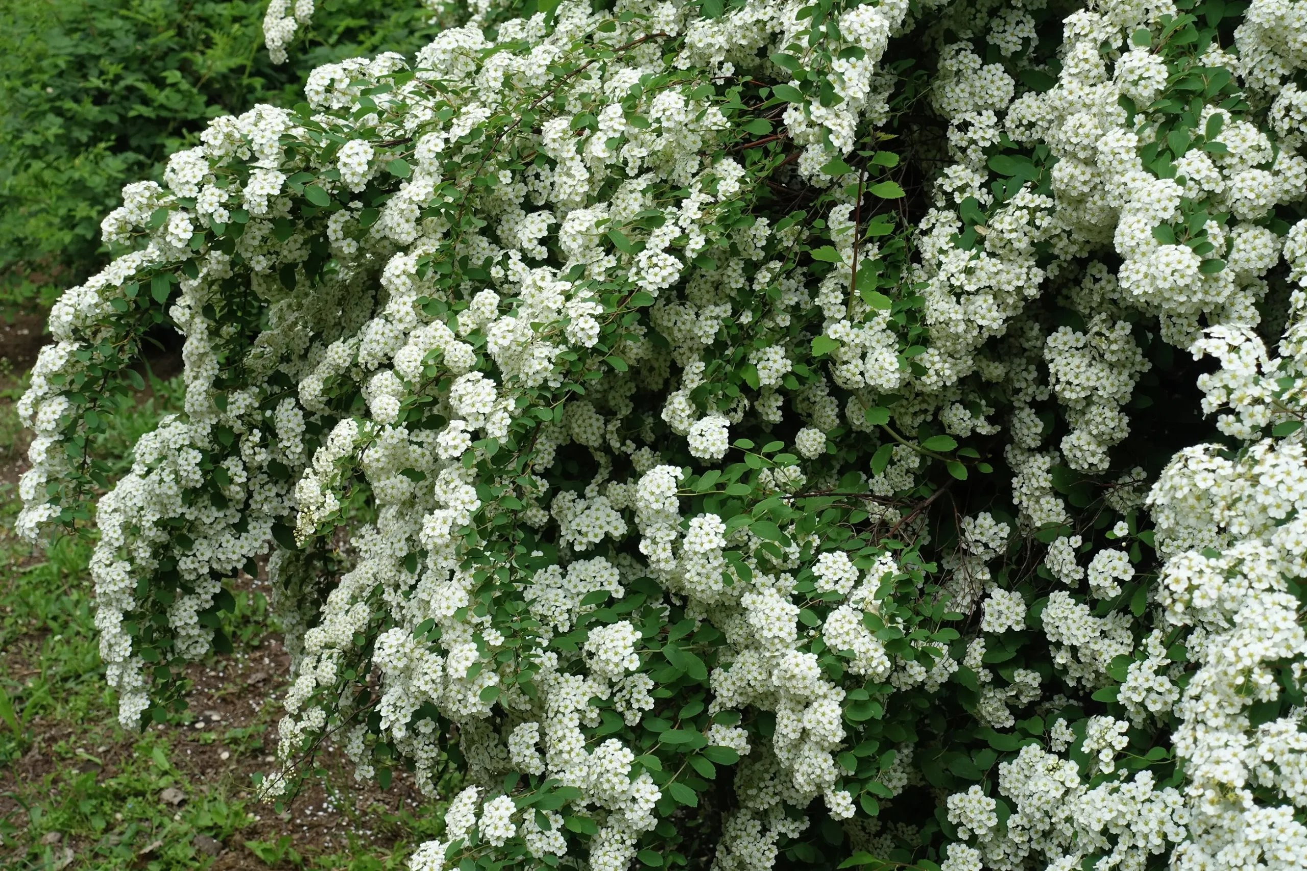 Bukettspirea Goliath Barrotad