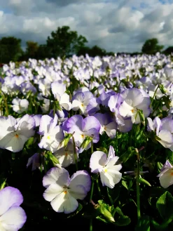 Bukettviol 'Ullas Favorit'