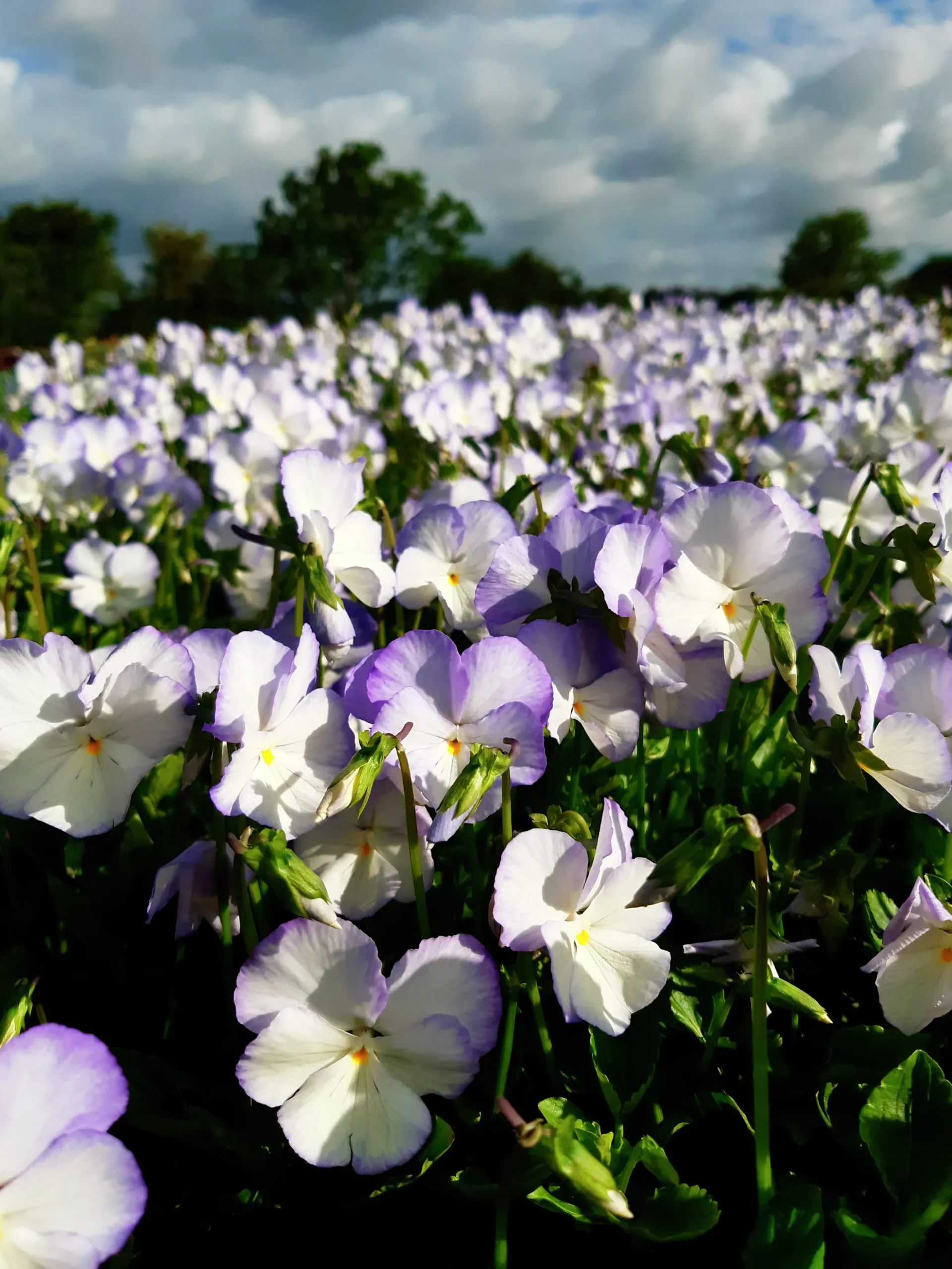 Bukettviol 'Ullas Favorit'