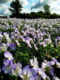 Bukettviol 'Ullas Favorit'