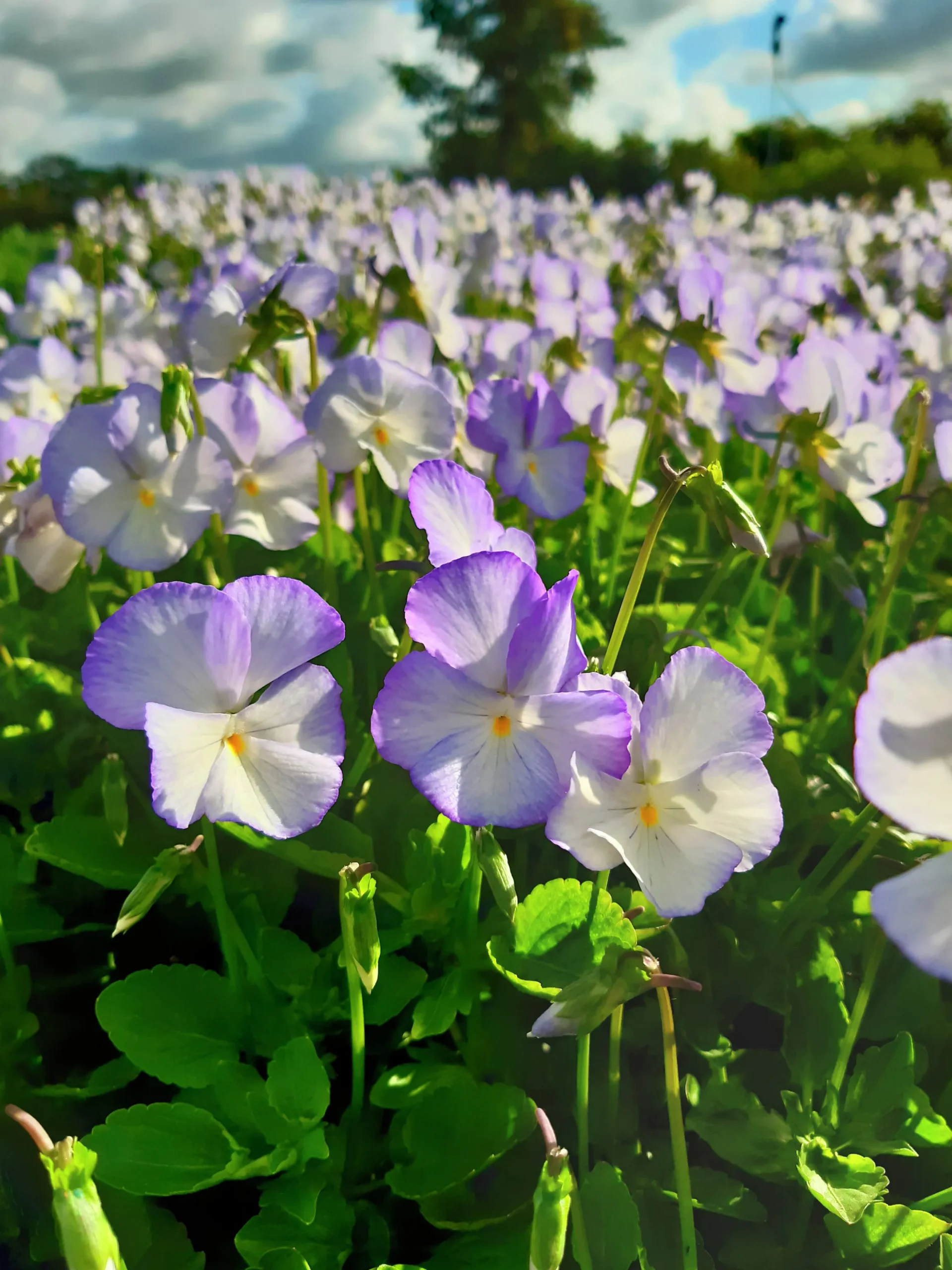 Bukettviol 'Ullas Favorit'