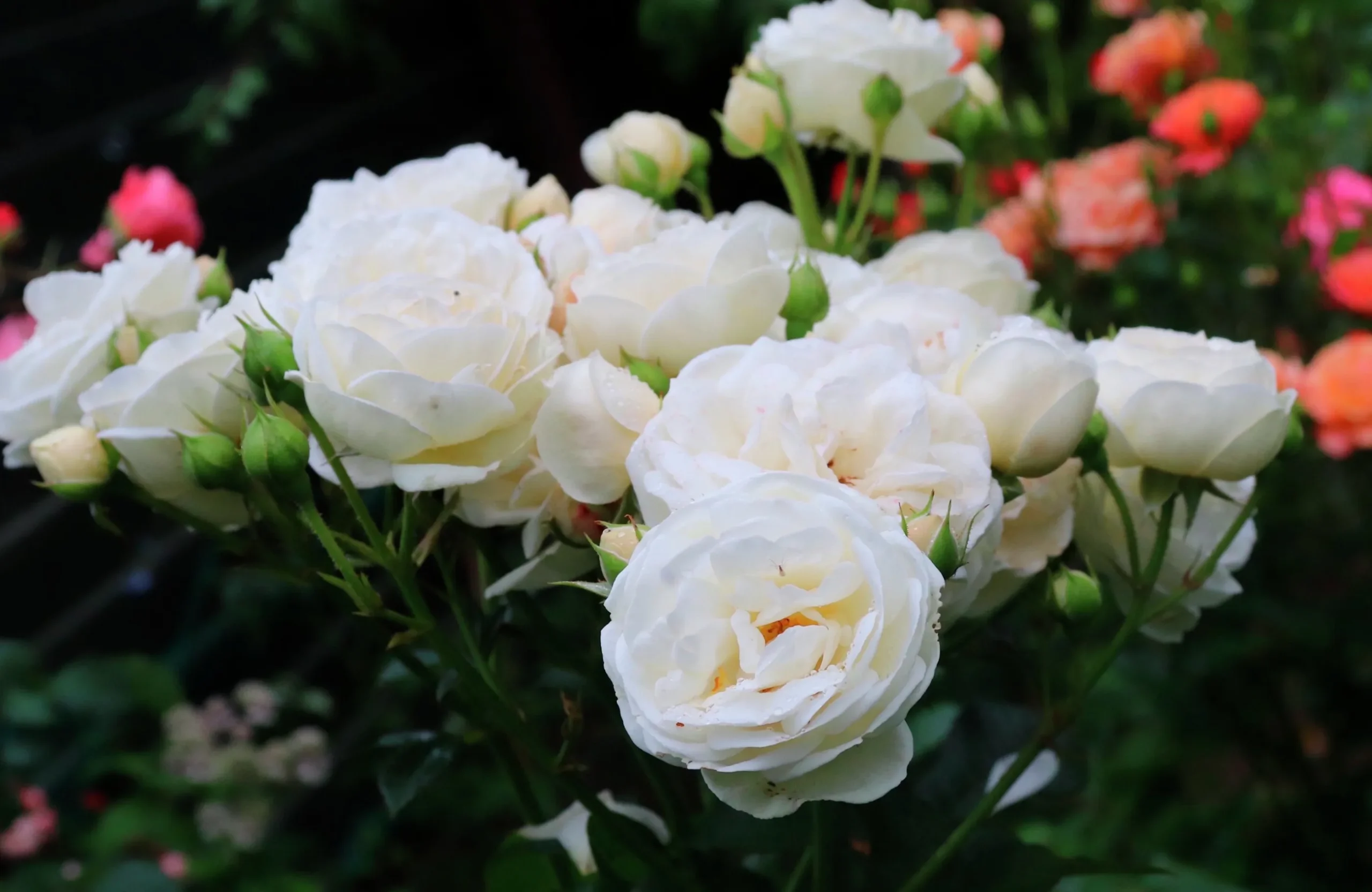 Buskros 'Artemis' Barrotad