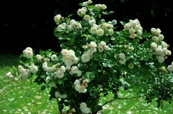 Buskros 'Artemis' Barrotad
