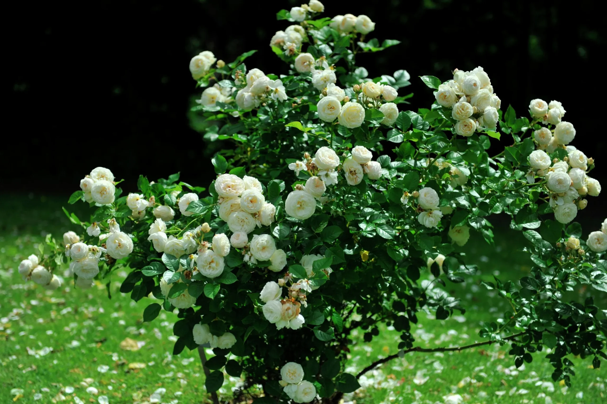 Buskros 'Artemis' Barrotad