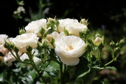 Buskros 'Artemis' Barrotad