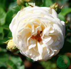 Buskros 'Artemis' Barrotad