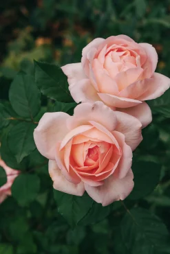 Buskros 'Clair Renaissance' Barrotad