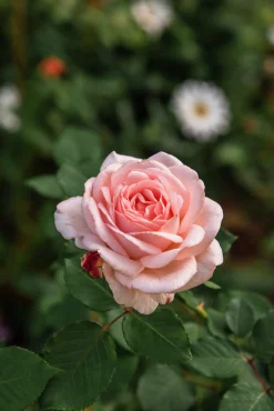 Buskros 'Clair Renaissance' Barrotad