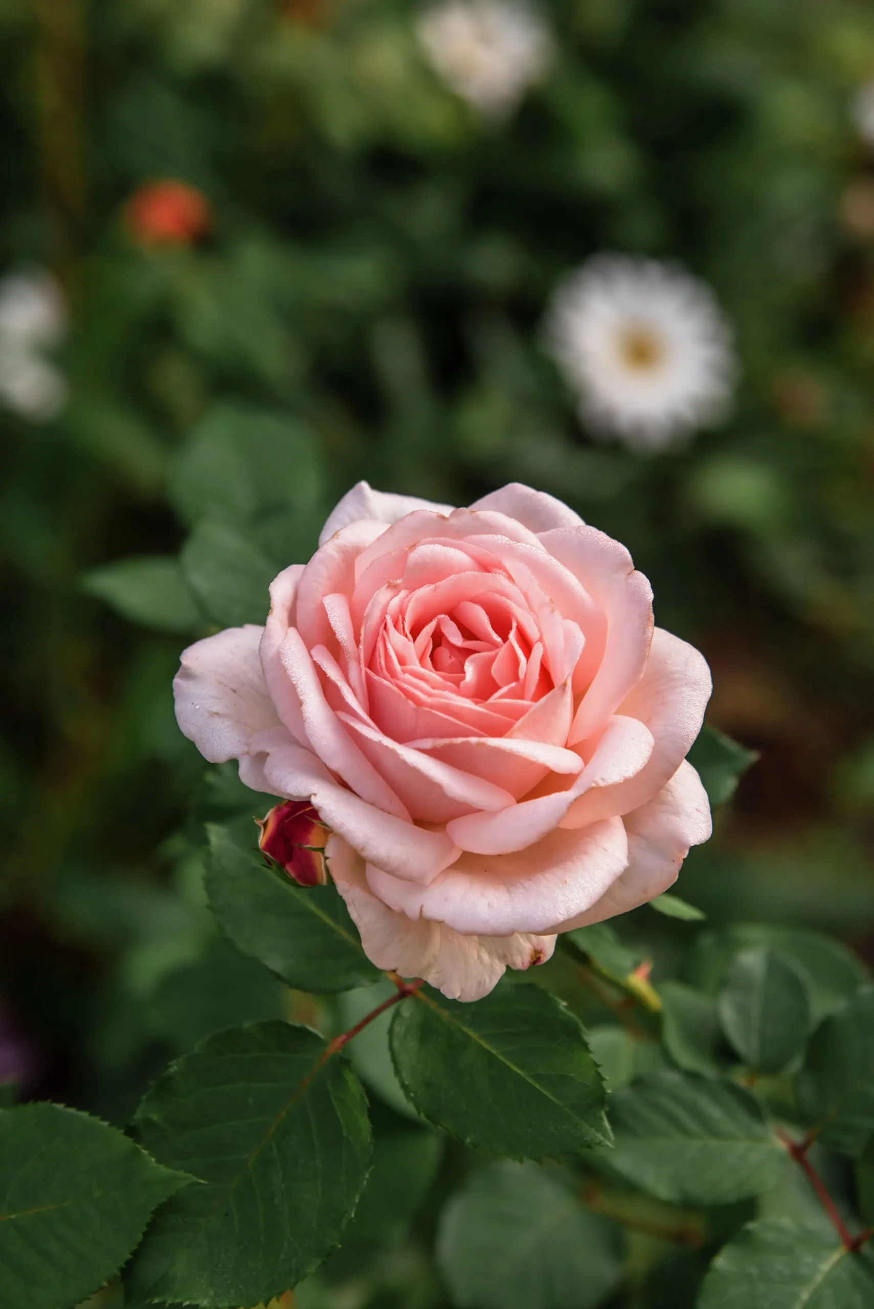 Buskros 'Clair Renaissance' Barrotad