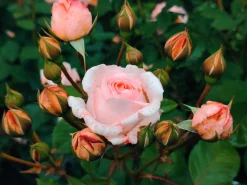 Buskros 'Clair Renaissance' Barrotad