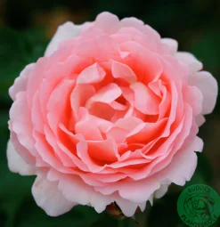 Buskros 'Clair Renaissance' Barrotad