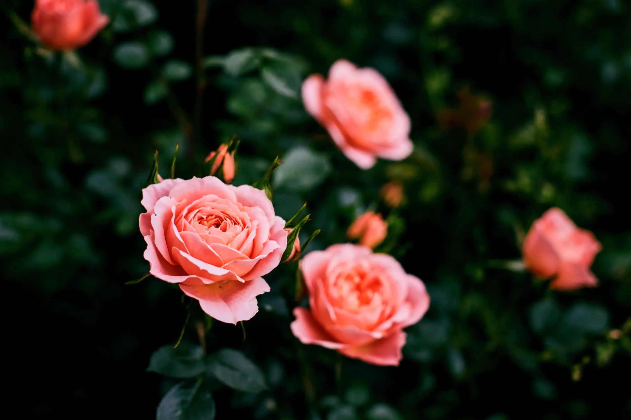 Buskros 'Clair Renaissance' Barrotad