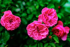 Buskros 'Gertrude Jekyll' 'Ausbord' Barrotad