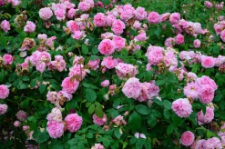 Buskros 'Gertrude Jekyll' 'Ausbord' Barrotad