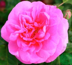 Buskros 'Gertrude Jekyll' 'Ausbord' Barrotad