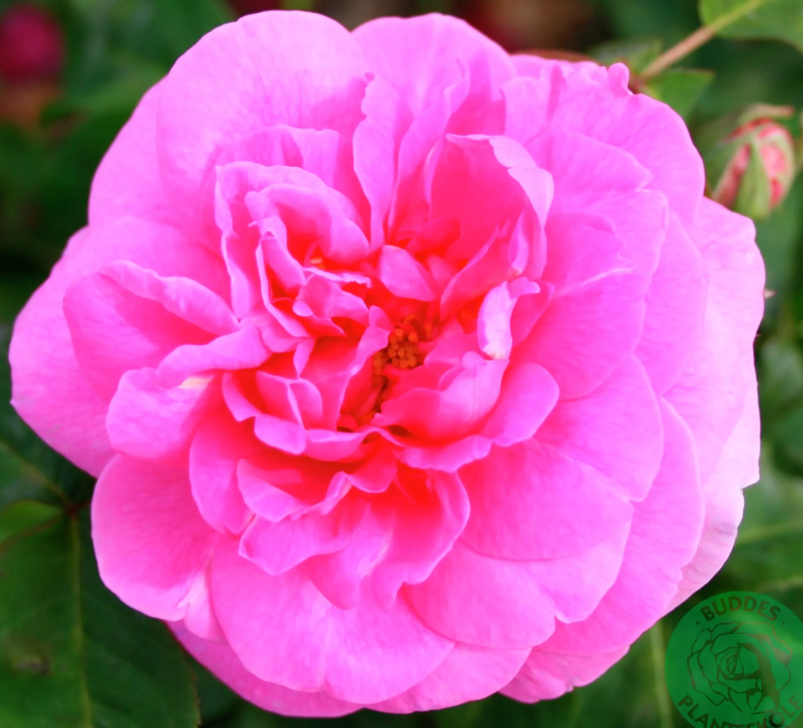 Buskros 'Gertrude Jekyll' 'Ausbord' Barrotad