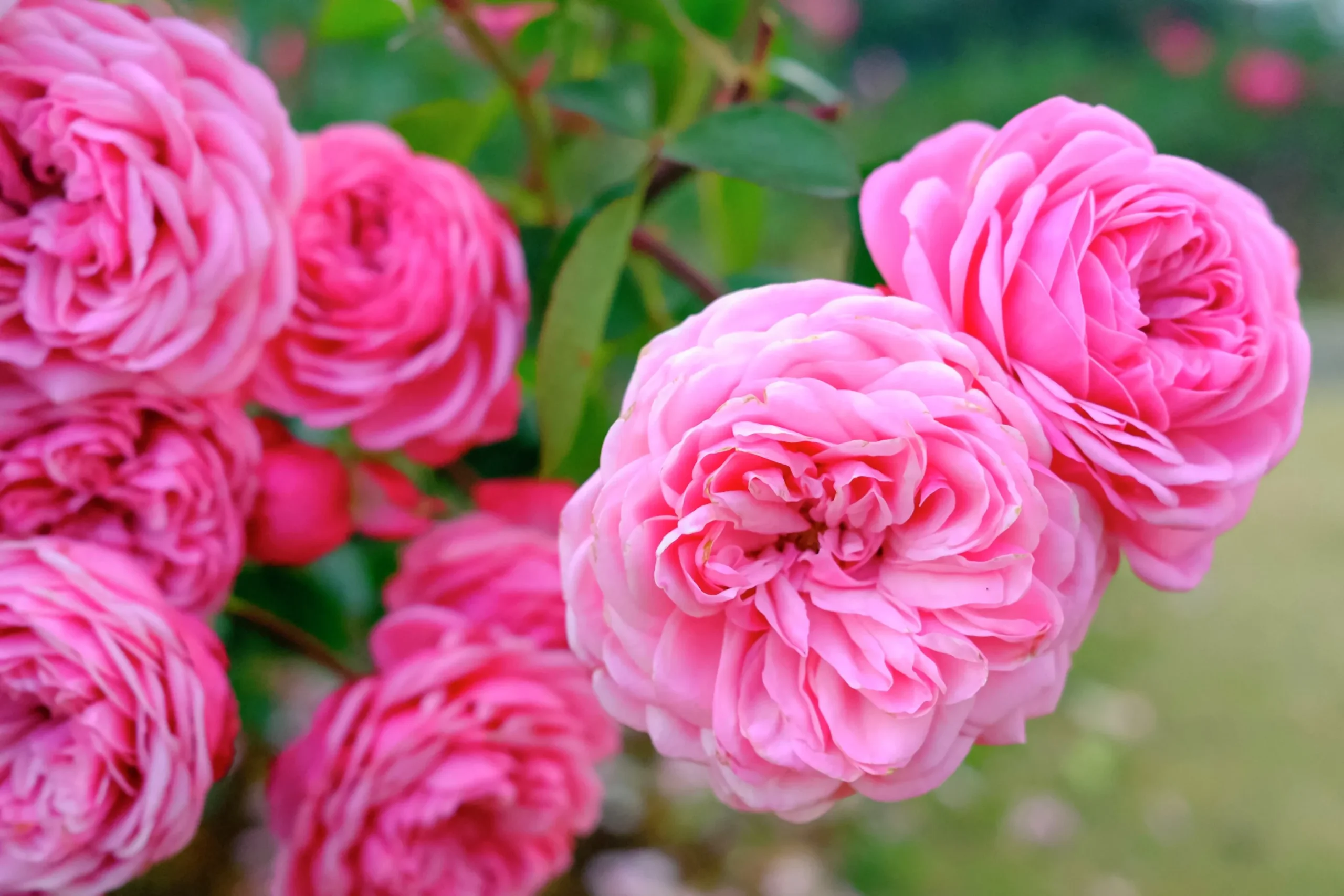 Buskros 'Gertrude Jekyll' 'Ausbord' Barrotad