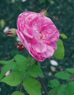 Buskros 'Gertrude Jekyll' 'Ausbord' Barrotad