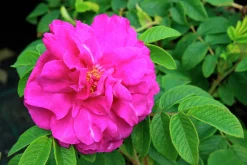 Buskros 'Hansa' Barrotad