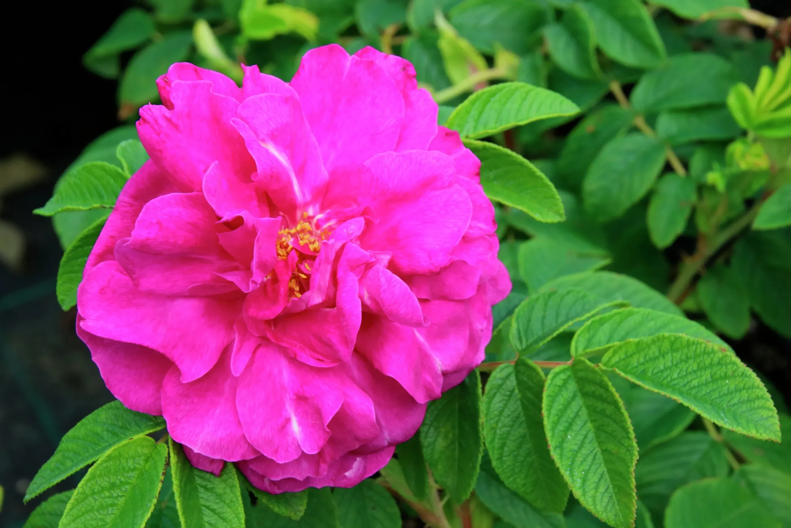 Buskros 'Hansa' Barrotad