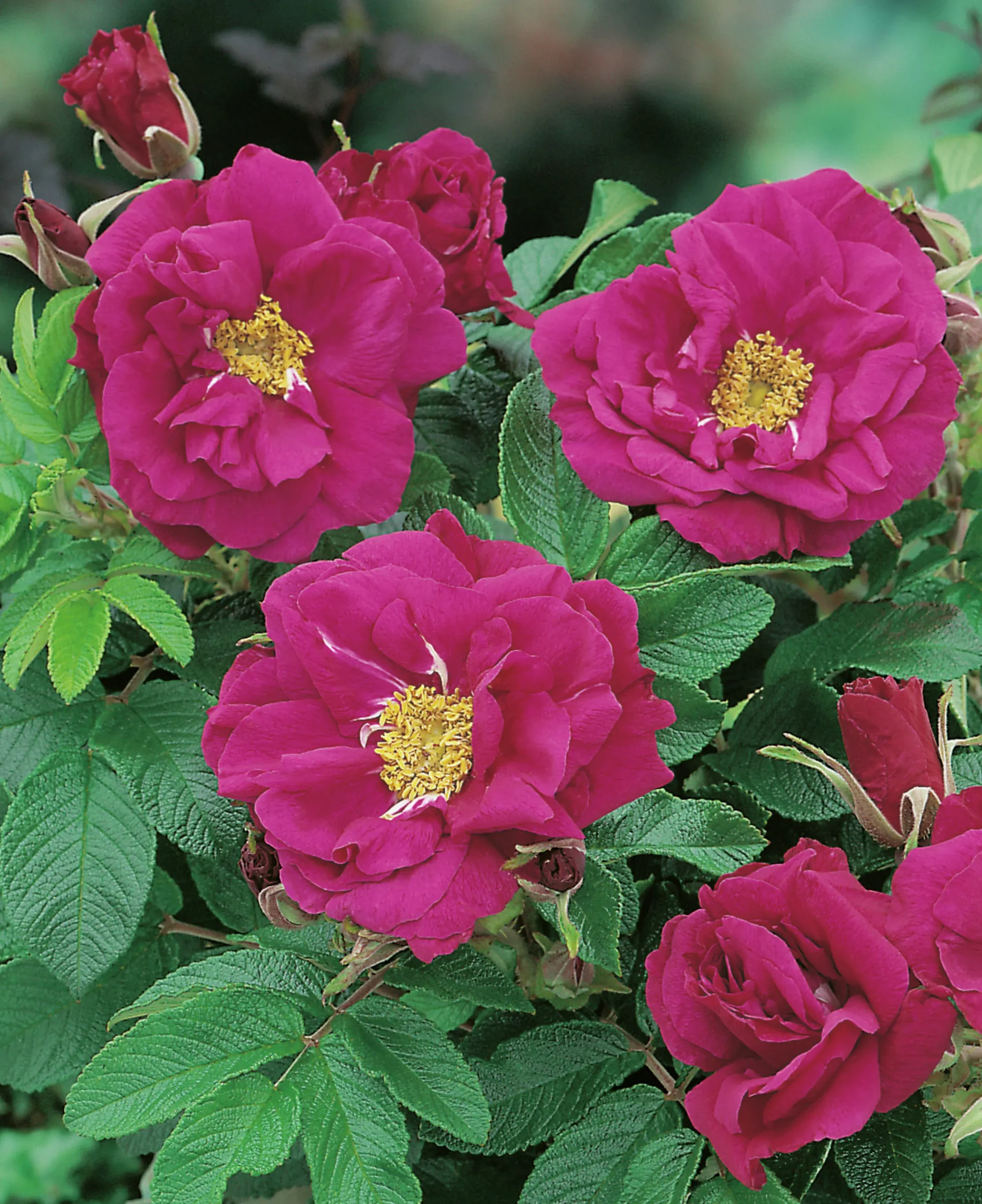Buskros 'Hansa' Barrotad