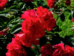 Buskros 'Hansaland' 'Korhossi' Barrotad