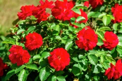 Buskros 'Hansaland' 'Korhossi' Barrotad