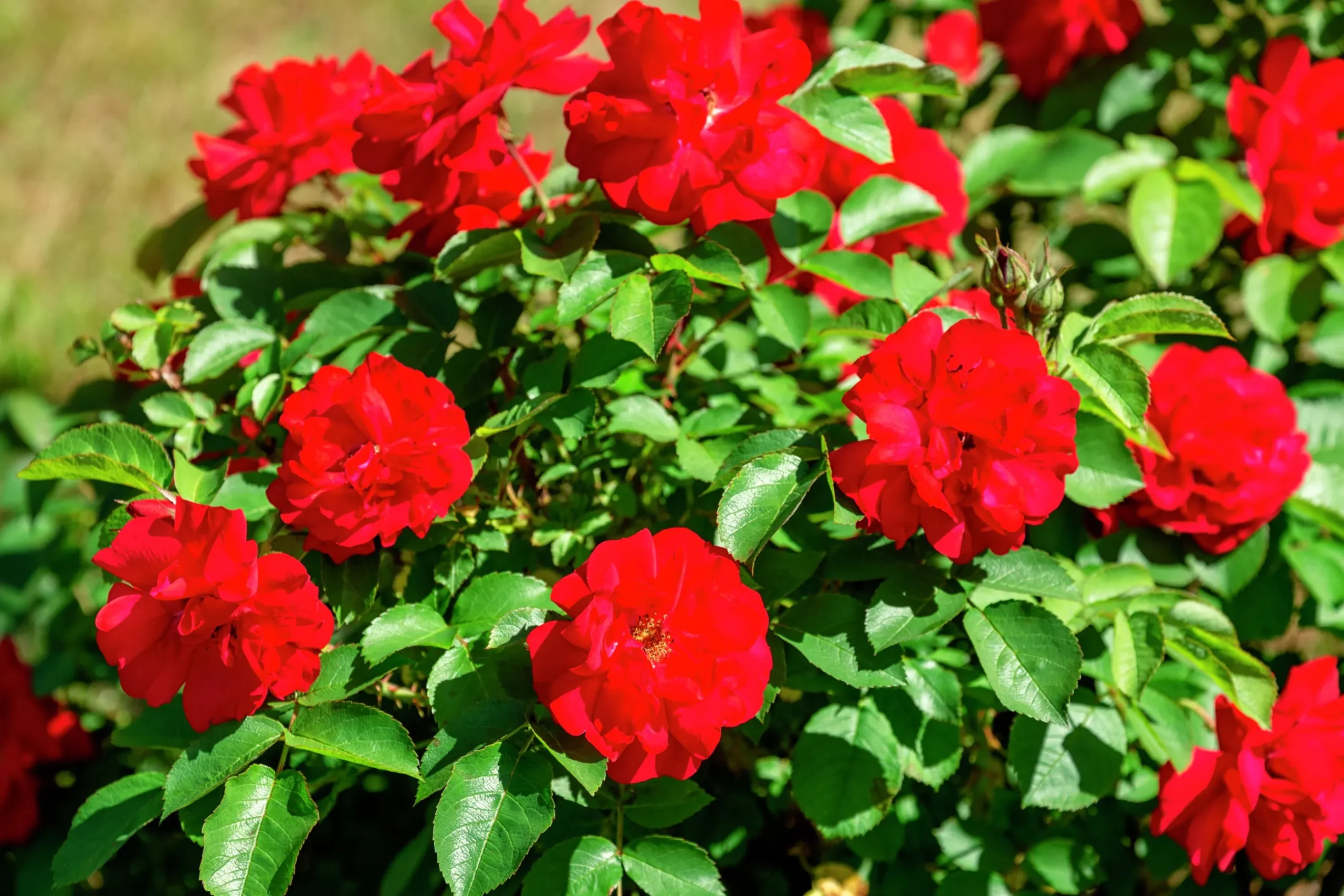 Buskros 'Hansaland' 'Korhossi' Barrotad