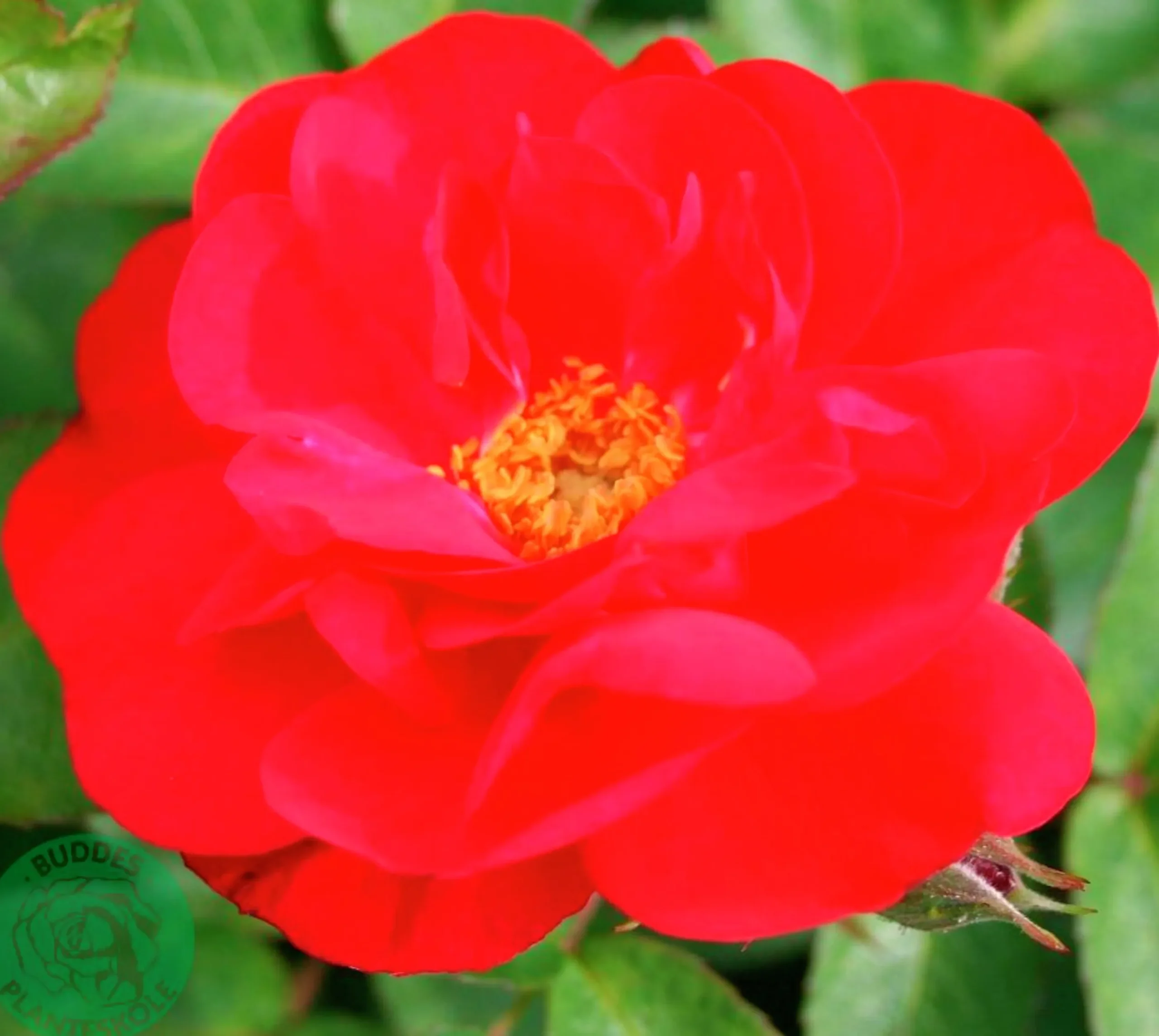 Buskros 'Hansaland' 'Korhossi' Barrotad