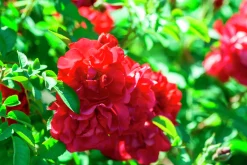Buskros 'Hansaland' 'Korhossi' Barrotad