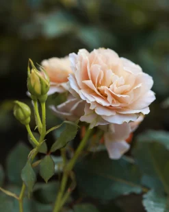 Buskros 'Julia Renaissance' 'Poulheart' Barrotad