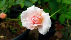 Buskros 'Julia Renaissance' 'Poulheart' Barrotad