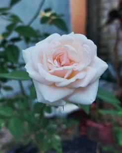Buskros 'Julia Renaissance' 'Poulheart' Barrotad