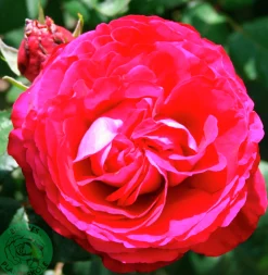 Buskros 'Katherine Renaissance' Barrotad