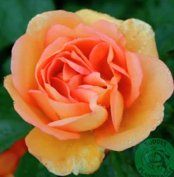 Buskros 'Maigold' Barrotad