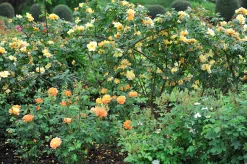 Buskros 'Maigold' Barrotad
