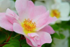 Buskros 'Nevada' Barrotad