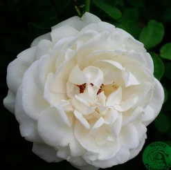 Buskros 'Nina Renaissance' 'Poulren018' Barrotad