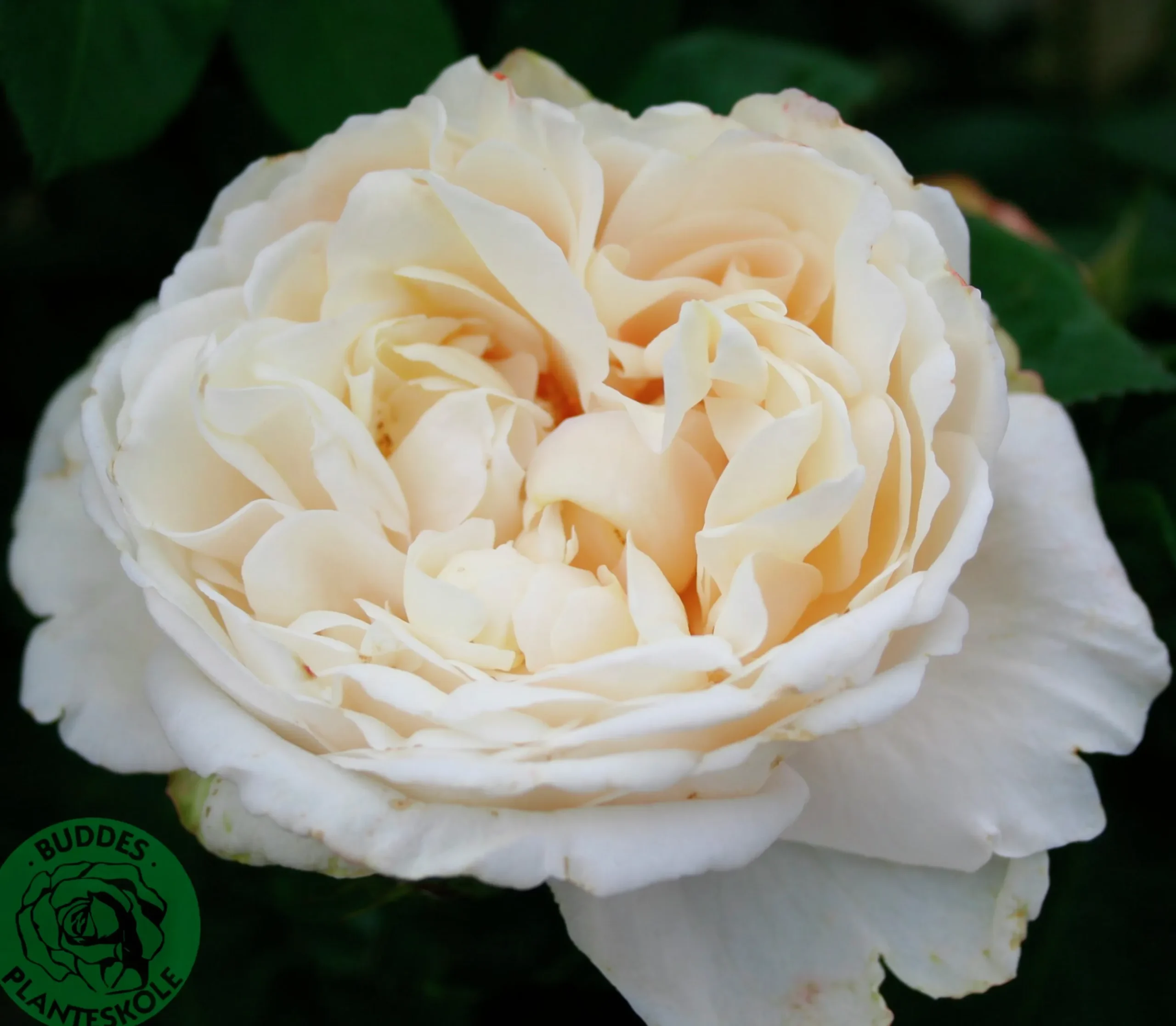 Buskros 'Nina Renaissance' 'Poulren018' Barrotad