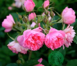 Buskros 'Pink Grootendorst' Barrotad