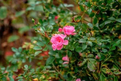 Buskros 'Pink Grootendorst' Barrotad