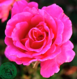 Buskros 'Prinsessa Alexandra Renaissance' 'Pouldra'' Barrotad