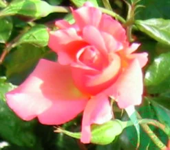 Buskros 'Rosenresli' 'Korresli' Barrotad