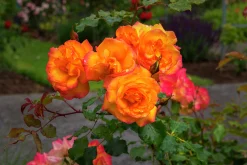 Buskros 'Sahara' 'Tanarasah' Barrotad