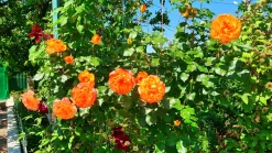 Buskros 'Sahara' 'Tanarasah' Barrotad
