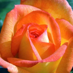Buskros 'Sahara' 'Tanarasah' Barrotad