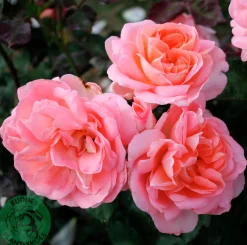Buskros 'Sissel Renaissance' 'Poulen012' Barrotad