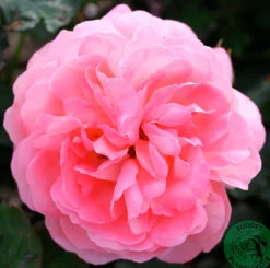 Buskros 'Sissel Renaissance' 'Poulen012' Barrotad