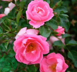 Buskros 'Sommerwind' 'Korlanum' Barrotad